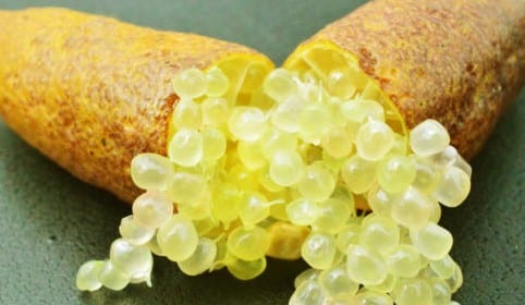 Citron caviar perle jaune - Vente Microcitrus australasica 'Yellow