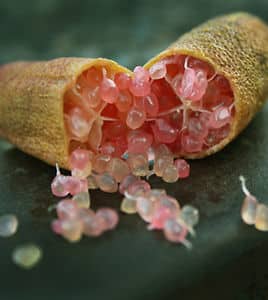 Citron Caviar à chair rose - Vente en ligne de plants de Citron