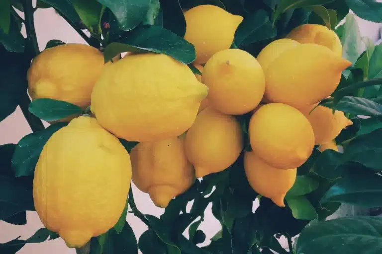 citron sur un citronnier en pot, image pour illustrer l'article entretien et arrosage des citronniers