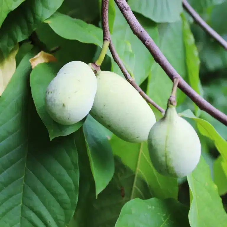 asimine, fruitde l'asiminier paw paw asimina triloba sur les branches à la pépinière du bosc