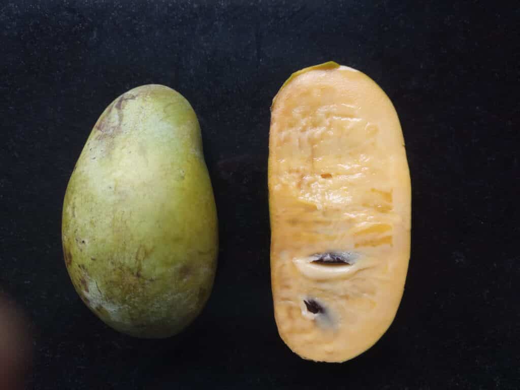 asiminier benny's favorite, asimine fruit du pawpaw, variété sélectionné par la pépinière du bosc, vente, acheter