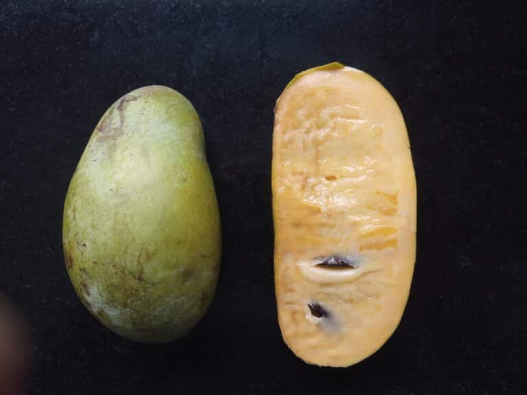 asiminier benny's favorite, asimine fruit du pawpaw, variété sélectionné par la pépinière du bosc, vente, acheter