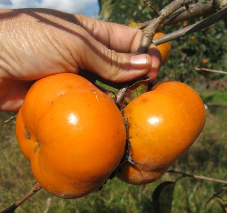fruit du kaki de la variété tam-kam, kaki pomme, non astringent, kaki doux et croquant précoce