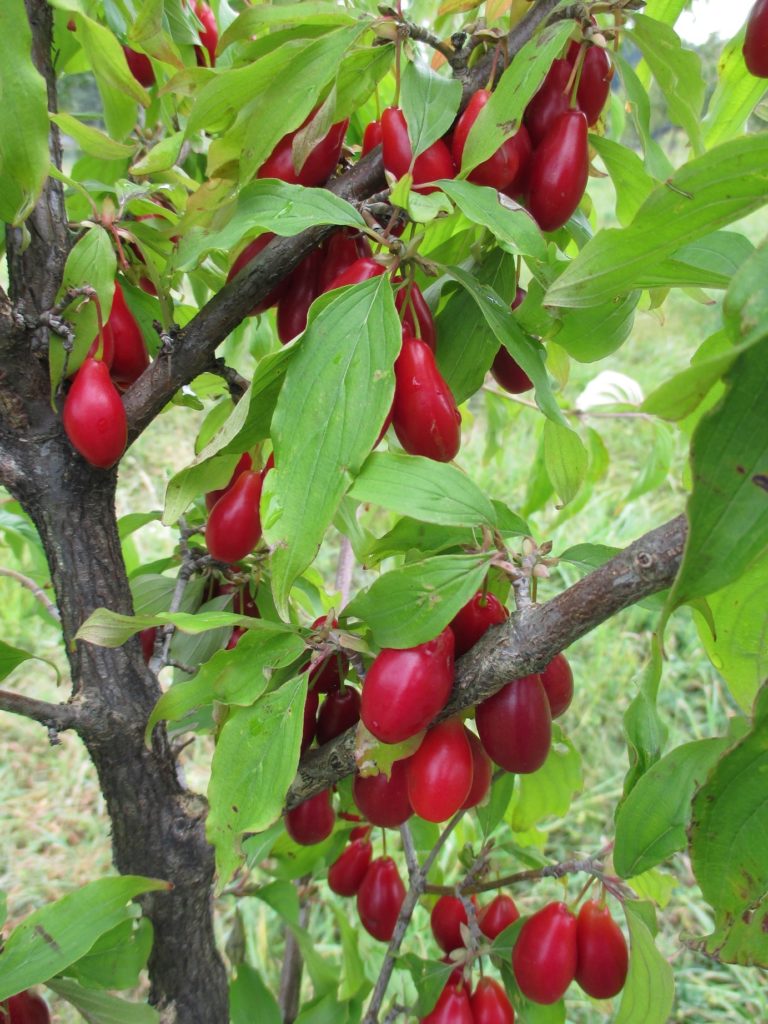 Cornus mas Ekzoticznyj
