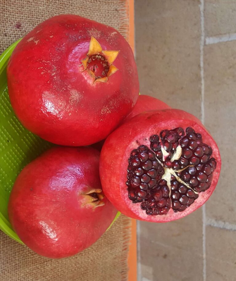 grenadier resistant pepins tendres n4