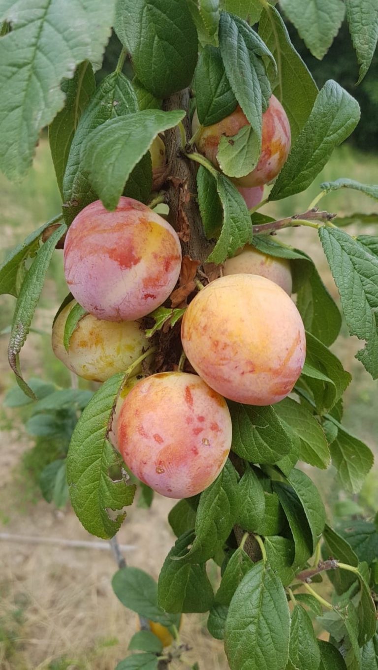 mirabellier badoual, mirabelle résistante au froid