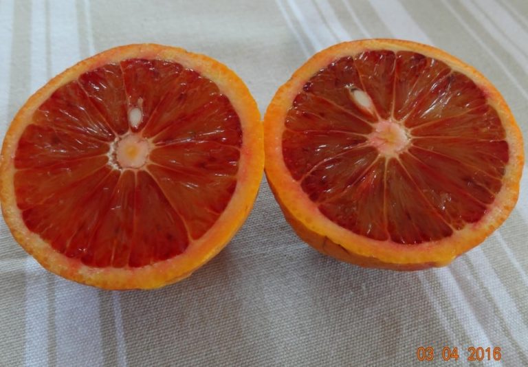 orange coupé en deux, de la variété d'oranger fragola, la photo est prise lors d'une dégustation dans les locaux de la pépinière du bosc