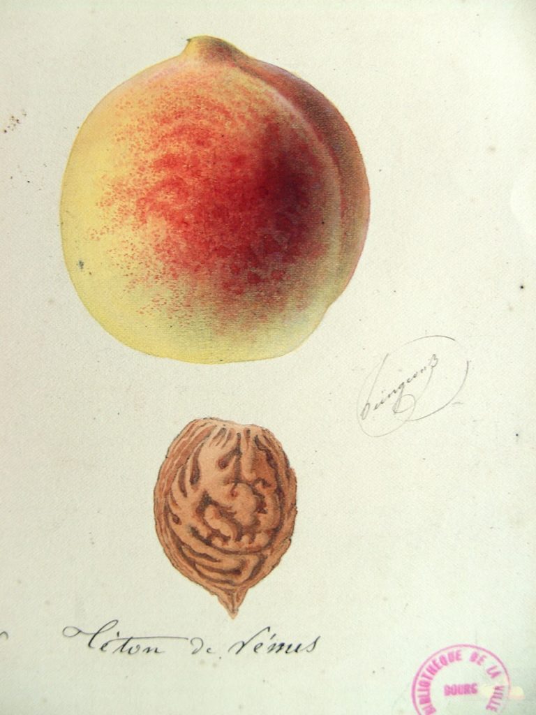 pecher teton de venus