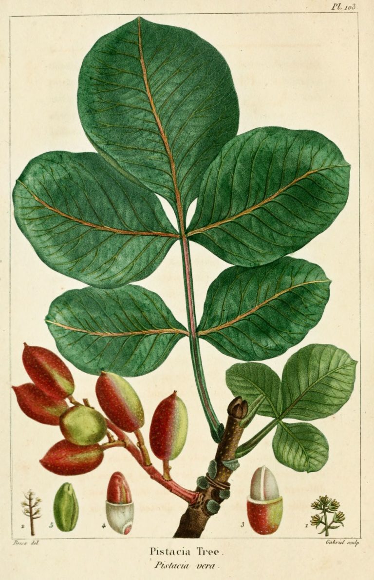 pistachier pollinisateur mâle
