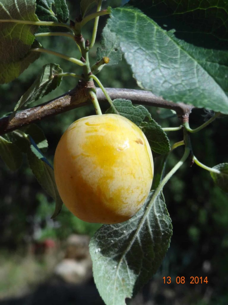 Prune Prunier Jaune de Pézenas Pépinière du Bosc