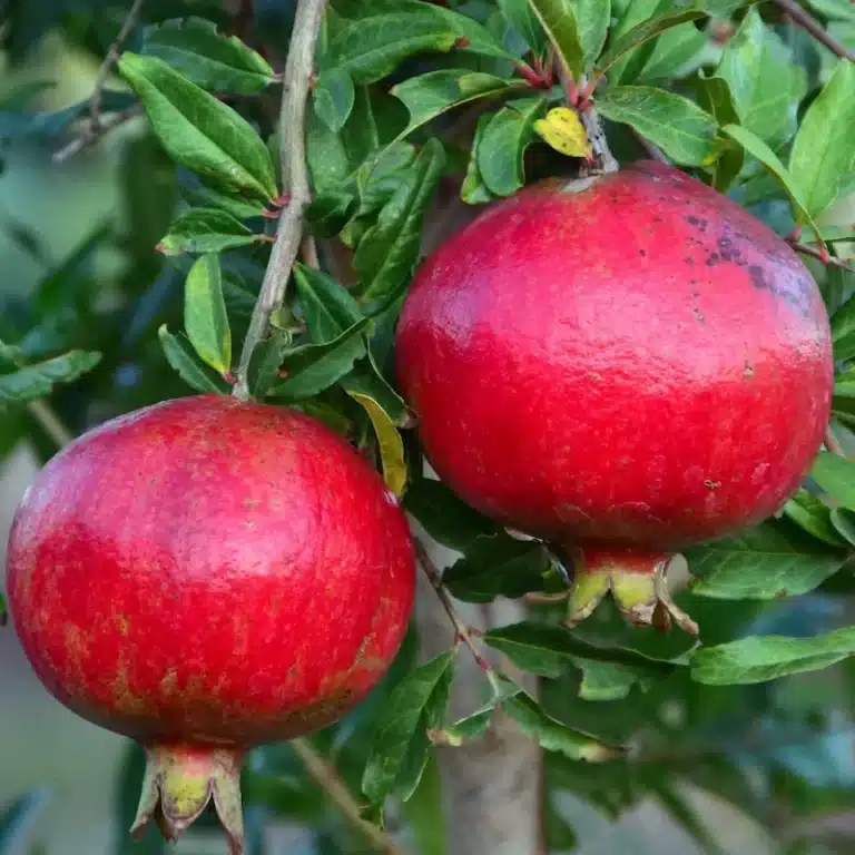 grenades dans l'arbre du grandier parfianca