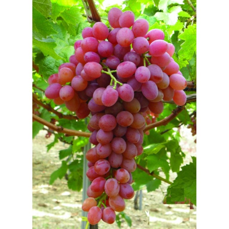 vigne supernova raisin