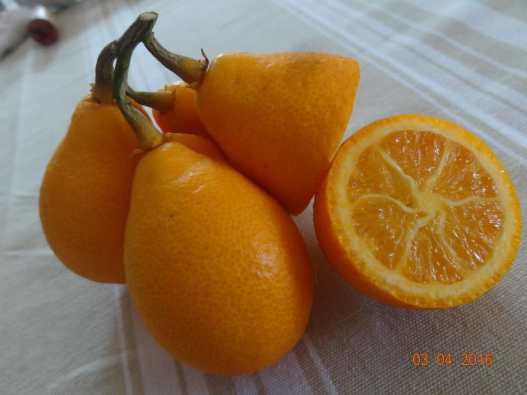 citrangequat thomasville fruit en grappe