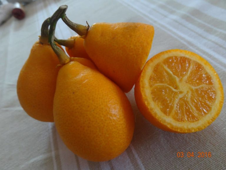 thomasville grappe fruit citrangequat, dégustation lors des rencontres de sélection à la pépinière du bosc
