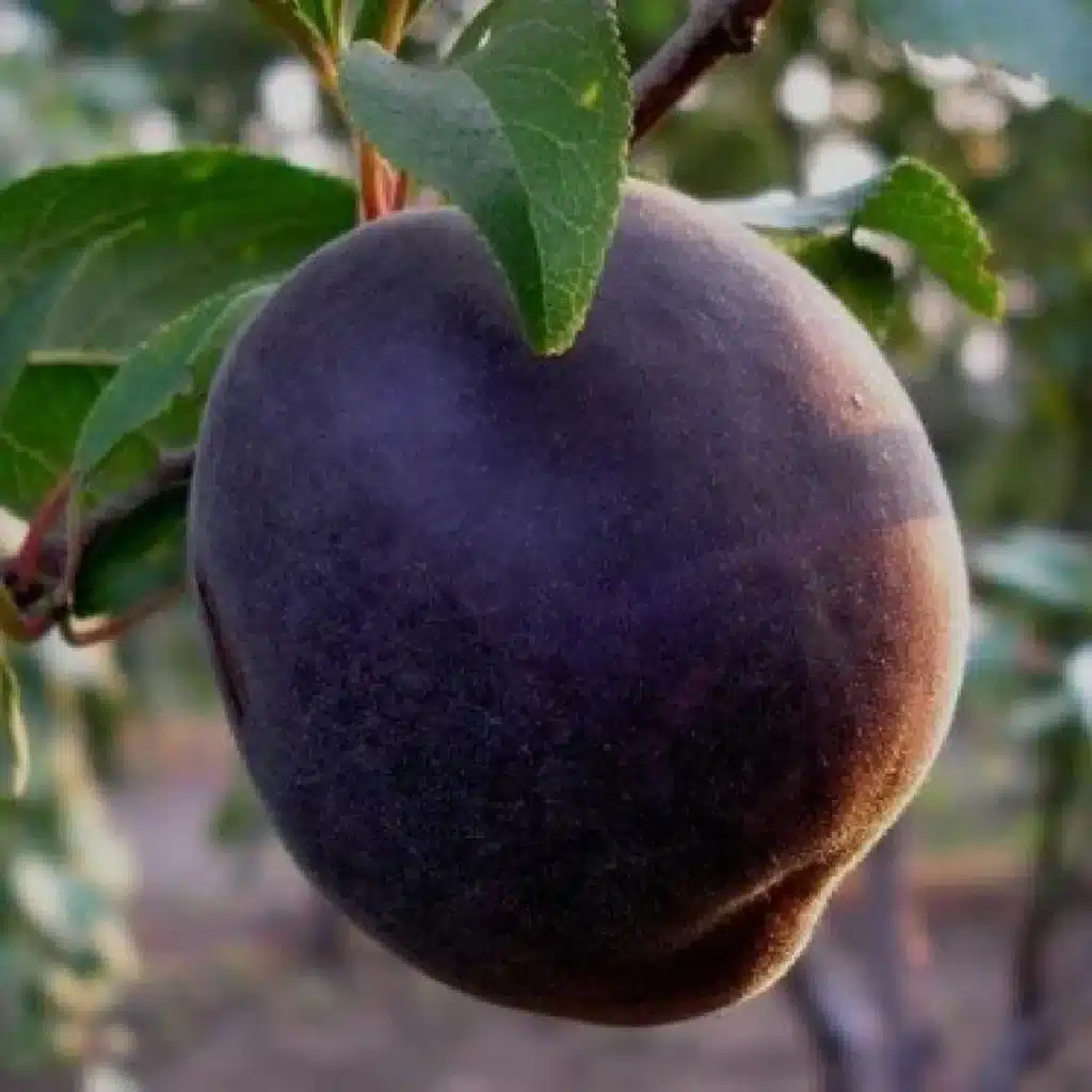fruit de l'abricot-prune pluot Aprisali