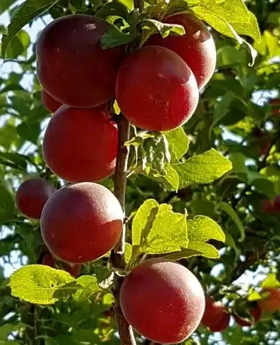 Biricoccolo Sélection – fruits rouges sur l’arbre