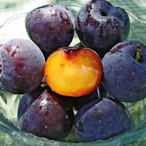 Plumcot Spring Satin – fruits violet foncé à chair orangée