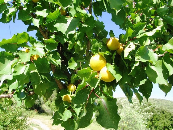 abricotier moniqui, abricot blanc