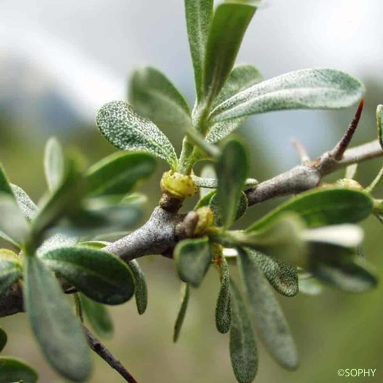 argousier hippophae