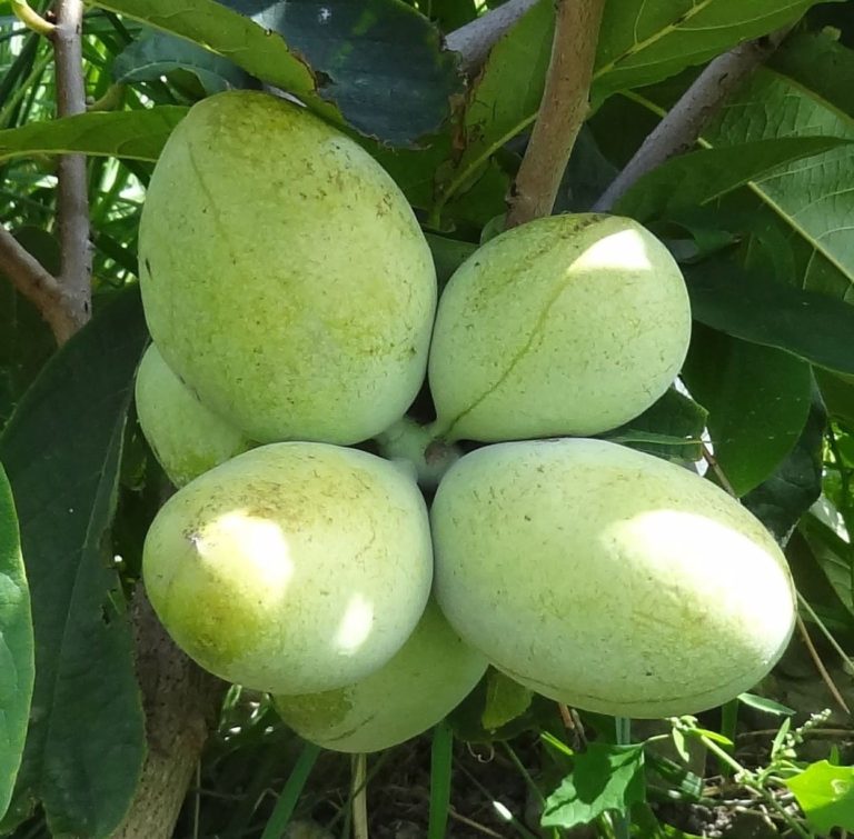 asiminier paw paw fruits