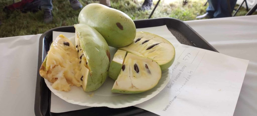 fruit coupé d'une asimine de la variété Shenandoah, asiminier autofertile, fruits récoltés à la pépinière du bosc