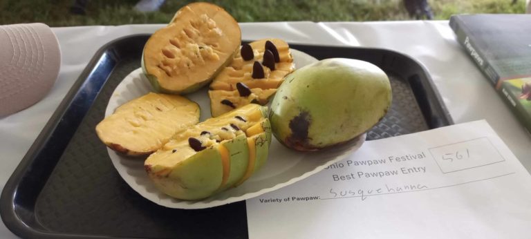 asiminie coupé en morceaux, variété de pawpaw Asiminier Susquehanna®, photo de la pépinière du bosc