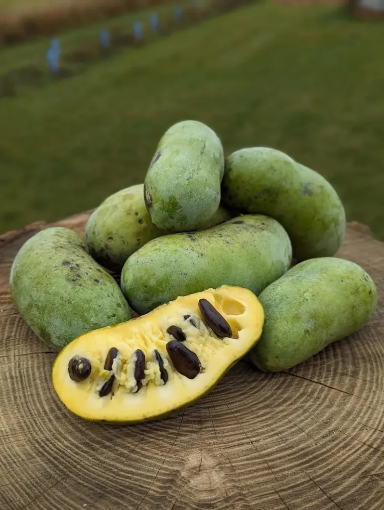 asimine pawpaw de la variété Tallahatchie asiminier