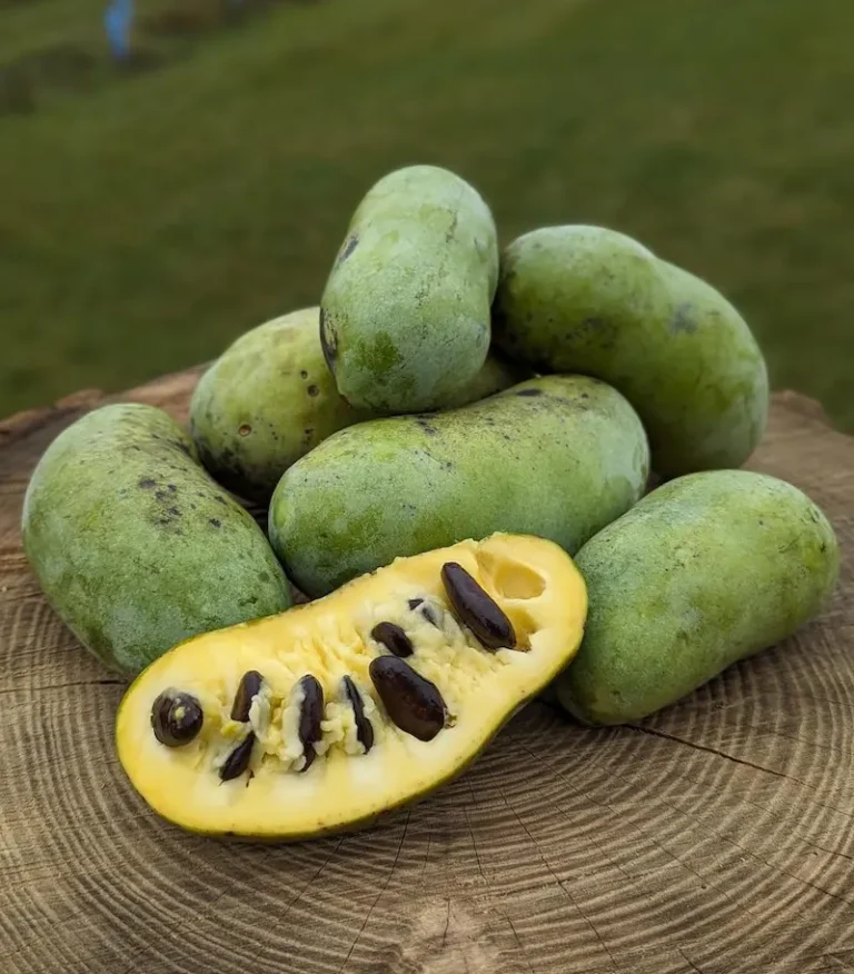 asimine pawpaw de la variété Tallahatchie asiminier