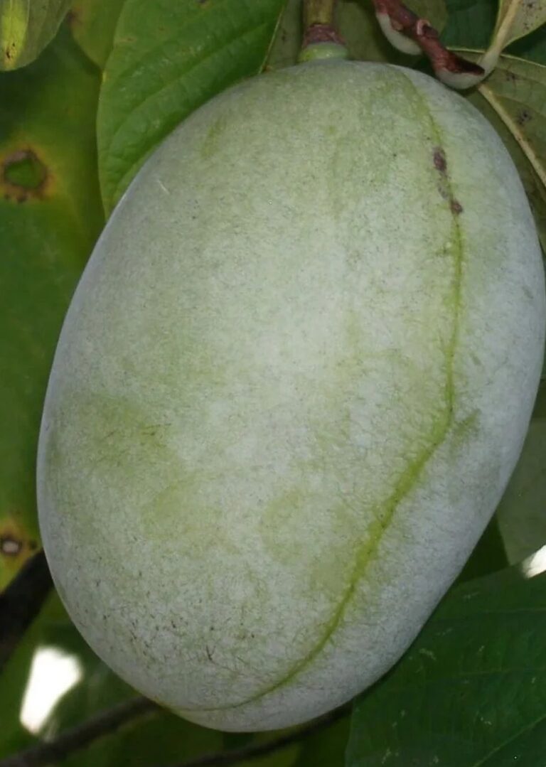 fruit de l'Asiminier Tallahatchie®, pawpaw asimina triloba sélectionné par la pépinière du bosc, spécialiste variété rare