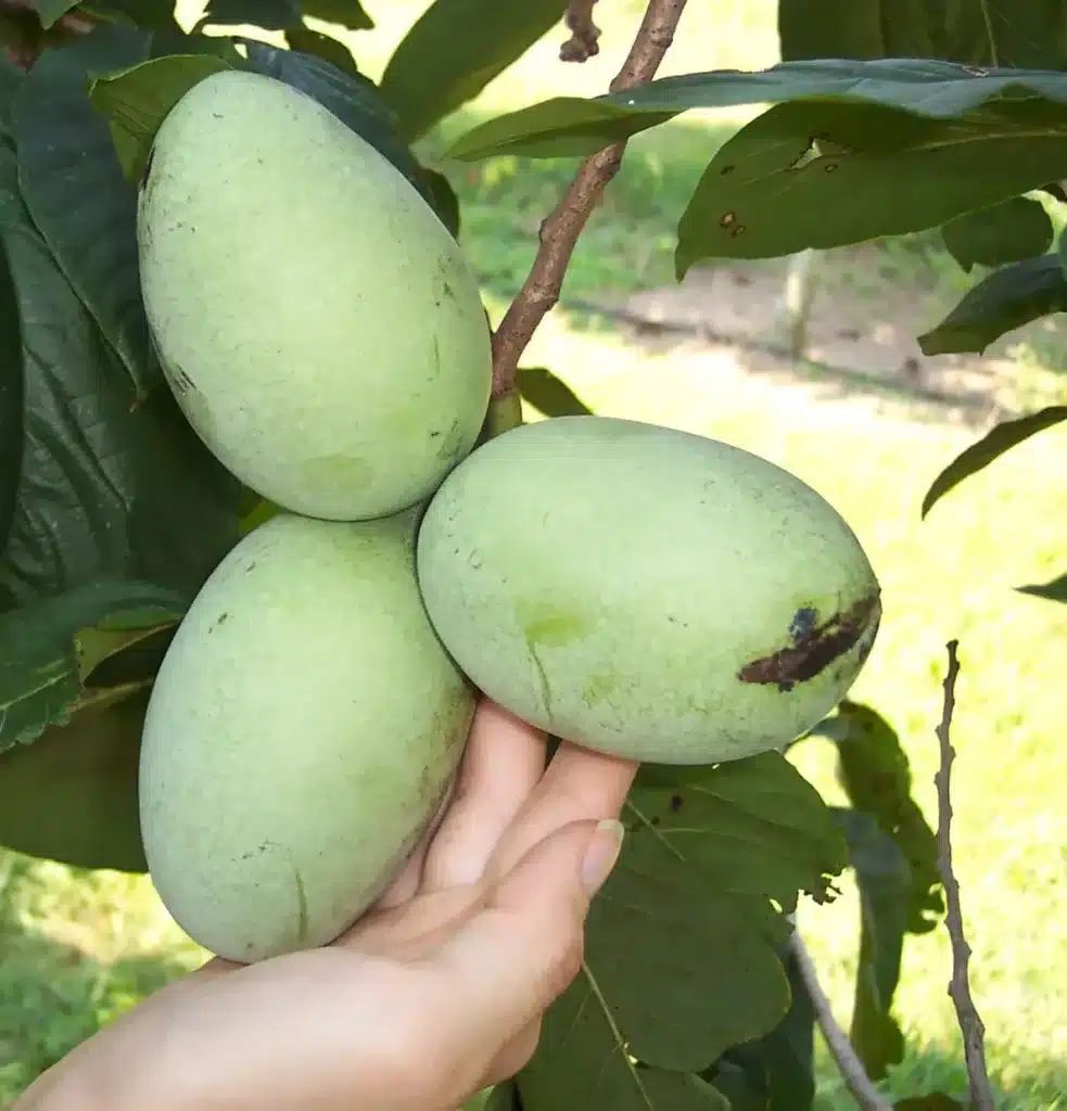 Asiminier triloba Potomac® pawpaw fruit asimine