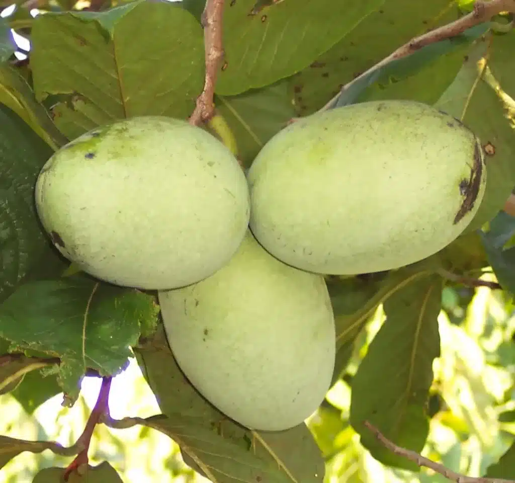 asiminier wabash pawpaw fruit asimine