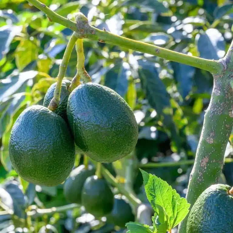 grappe d'avocat sur l'arbre avocatier variété Bacon