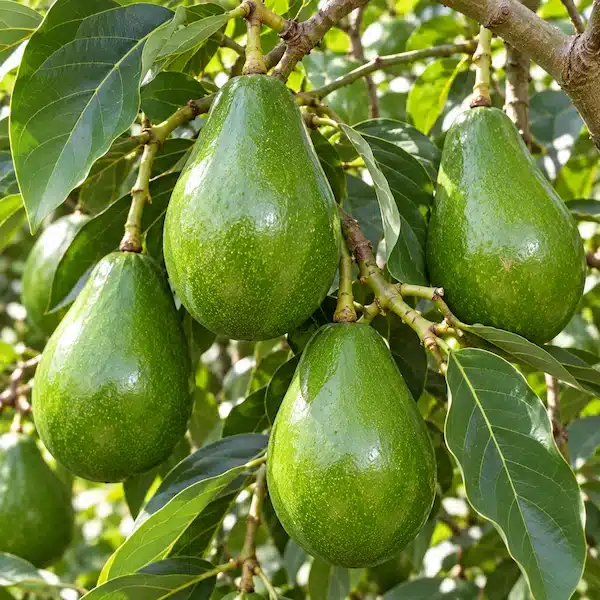 avocat en grappe sur l'avocatier Ettinger