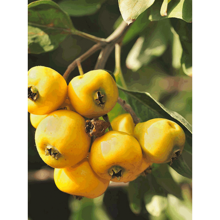 Azérolier à fruits jaunes azerole fruit