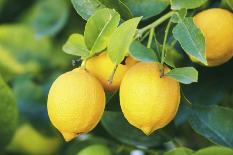 citron du citronnier de pezenas, crée par la pépinière du bosc il y a plus de 15 ans, variété de citronnier réistant au froid