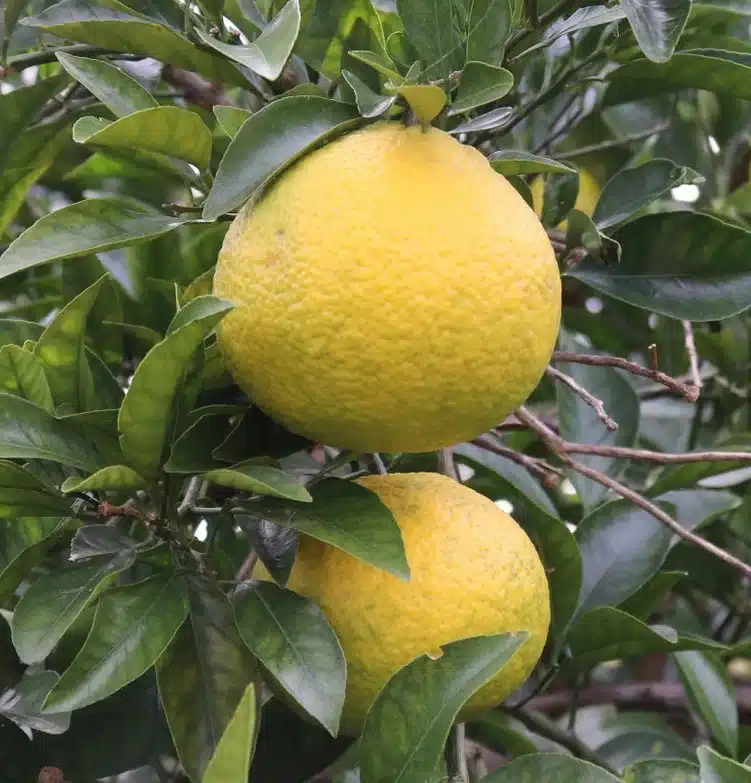 fruit dans l'arbre du kinkonji obovoida Jokan