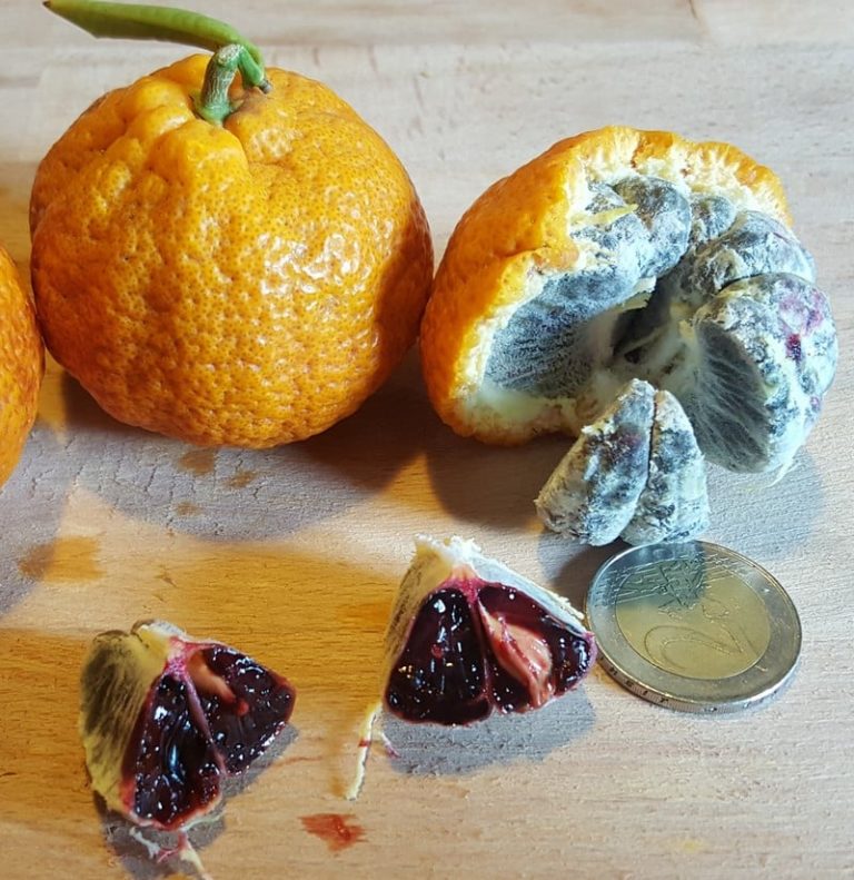 clementinier clementine sanguine, variété rare, récoltée à la pépinière du bosc