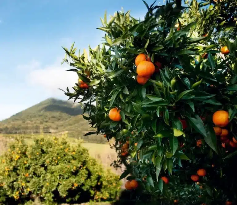 clémentine fruit dans l'arbre clémentinier corse sr89