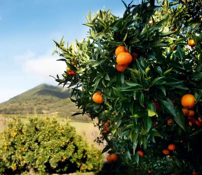 clémentine fruit dans l'arbre clémentinier corse sr89