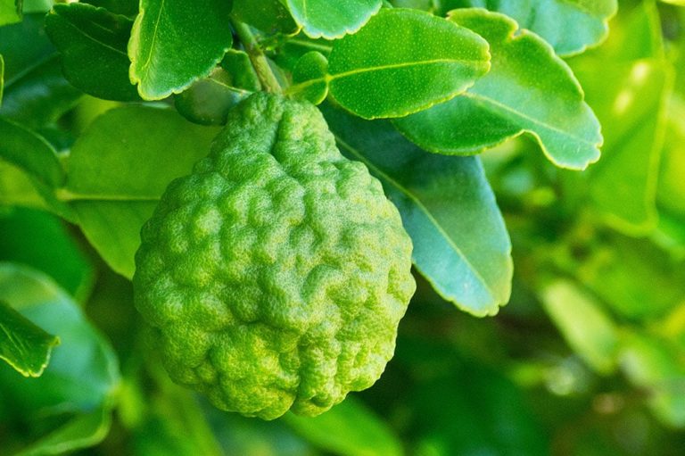 citron combava, fruit du citrus hystrix sur l'arbre, très parfumés, on utlisie le zeste et la feuille