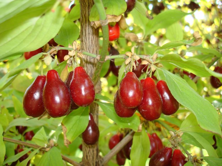 cornus mas Szafer cornouiller