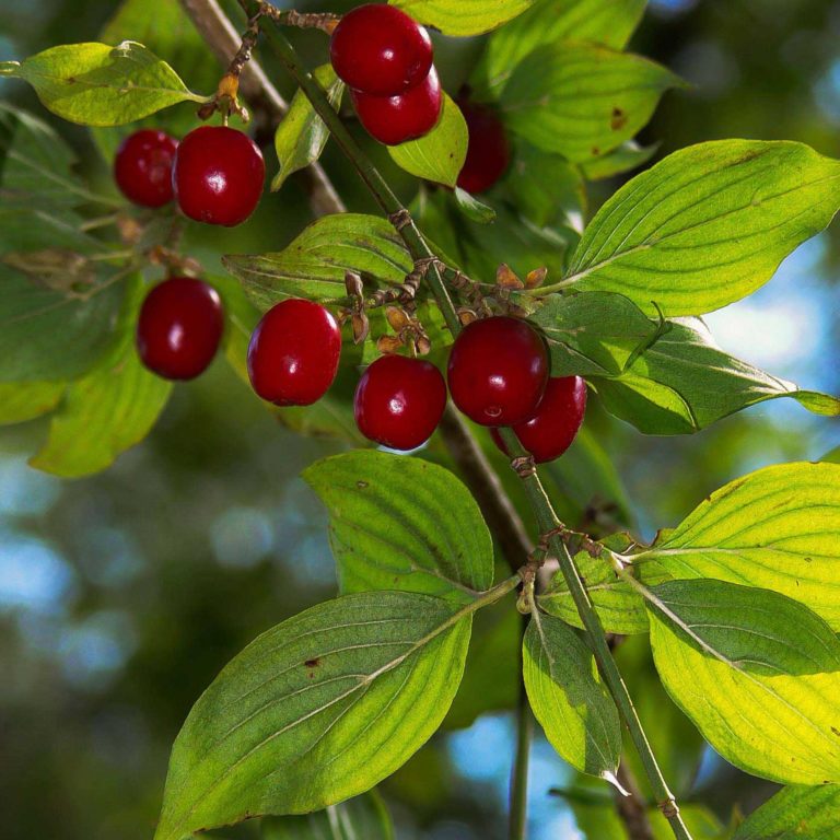 cornus mas korrallowyj marka cornouiller