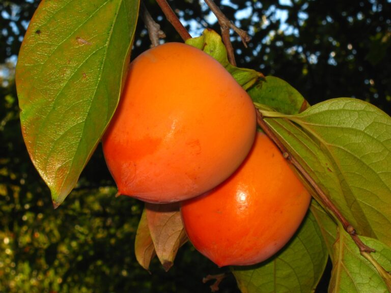 fruit du kaki de la variété hachiya, plaqueminier excellent pour le séchage traditionnel, cette variété des vergers de la pépinière du bosc