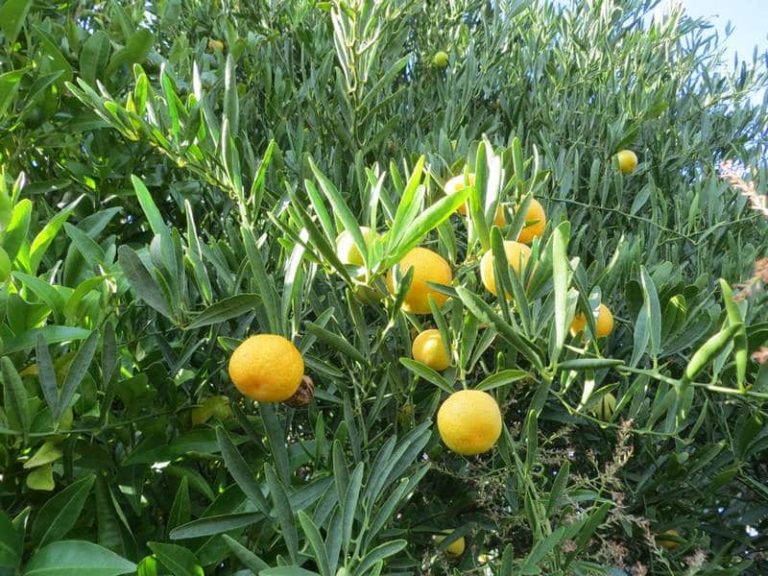 feuille fine et petits fruits ronds, goût très fruité, parfum du zeste, exceptionnelle résistance au froid et à la chaleur, l'érémorange une super variété, photo prise dans les vergers de la pépinière du bosc