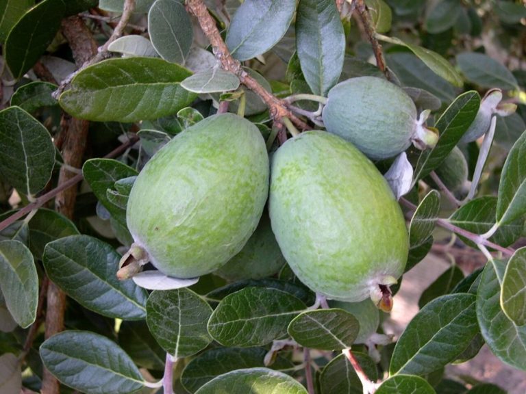 feijoa mammouth