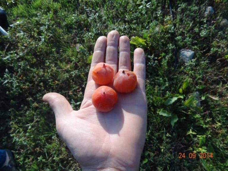 kaki pieper avec les fruit dans la main, photos prise à la pépinière du bosc
