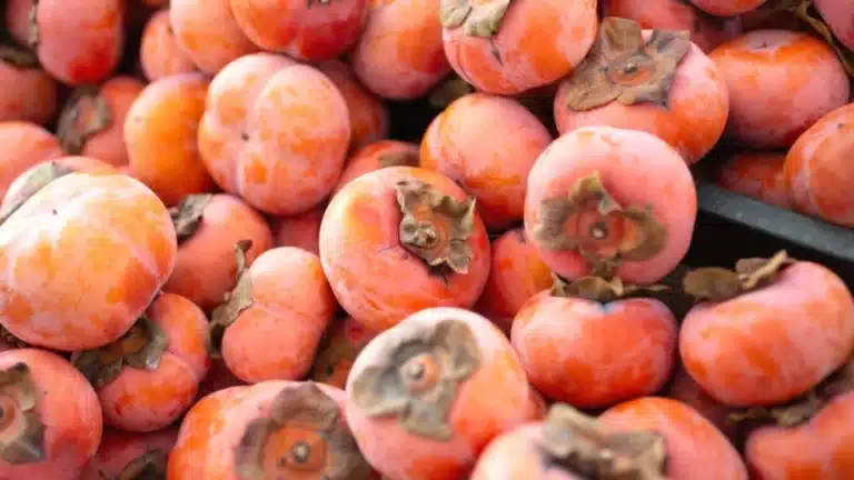 kaki fuyu fruit récoltés du plaqueminier de la variété fuyu
