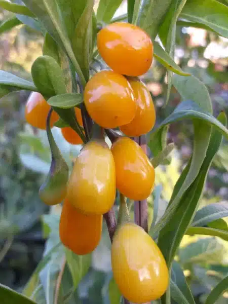 baie du goji amber sweet sur la branche