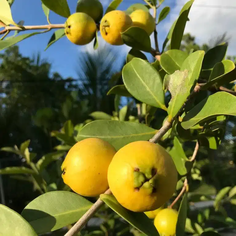 goyave jaune du goyavier fraise jaune psidium cattleyanum