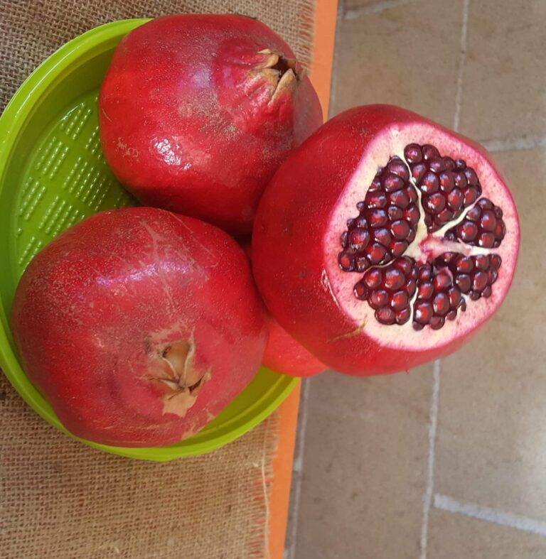 grenadier resistant pepins tendres n1
